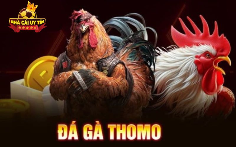 nha cai uy tin 2 Lý do đá gà thomo cuốn hút cả người xem lẫn dân chơi cá cược chuyên nghiệp